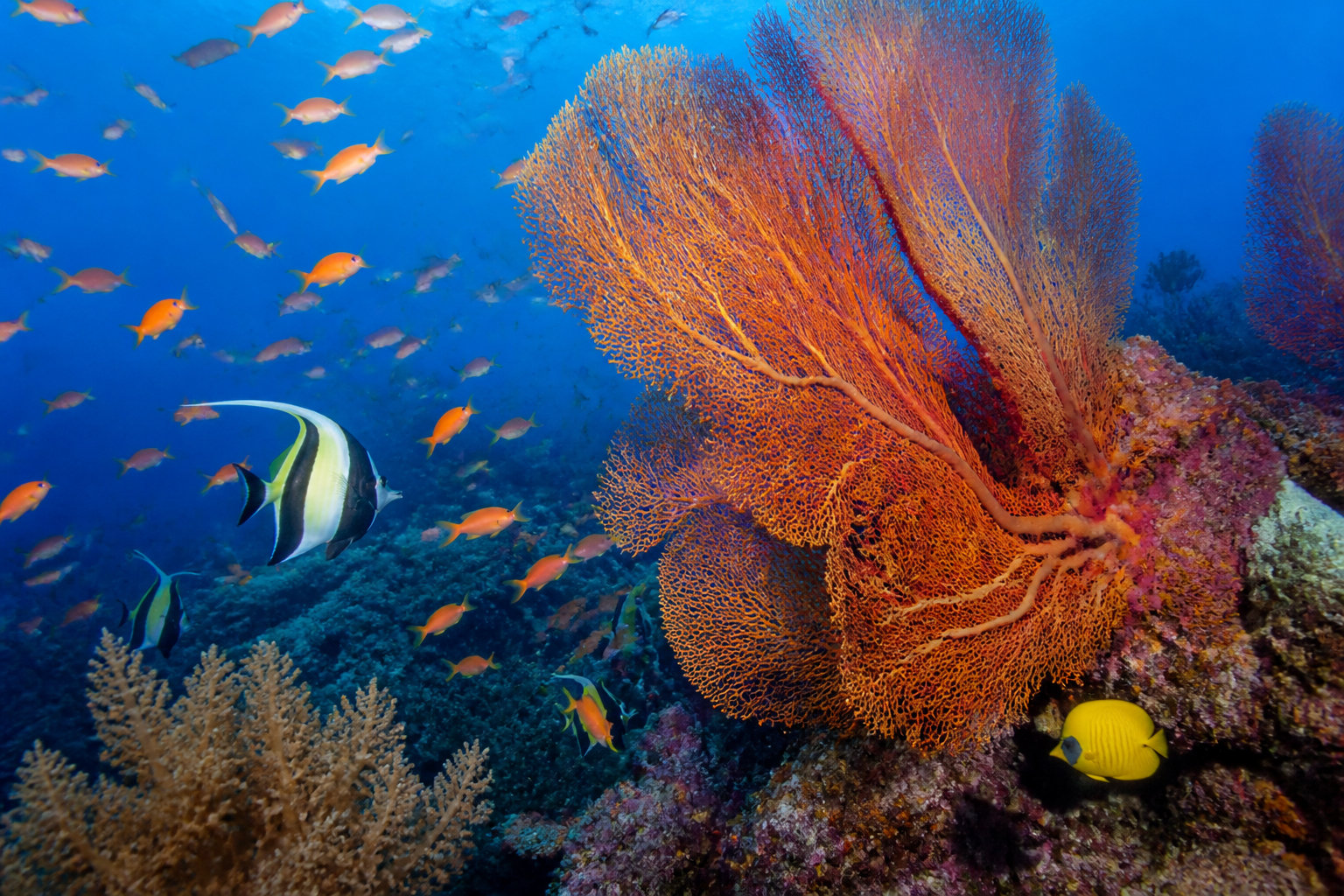 Les conditions pour faire du snorkeling sur le récif corallien
